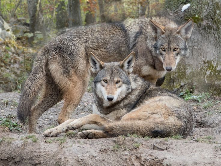 two gray wolfs standing next to each other on the ground with trees in the background