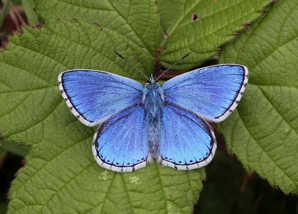 a blue butterfly sitting on top of a green leaf