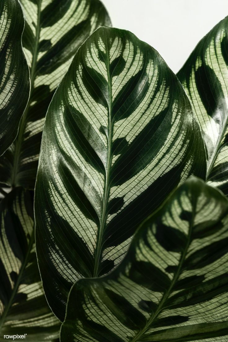 some green leaves that are next to each other