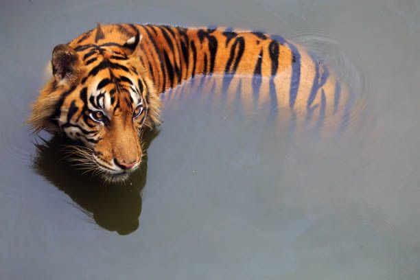 a tiger is swimming in the water