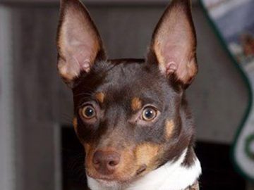 a small brown and white dog wearing a collar looking at the camera with his ears up