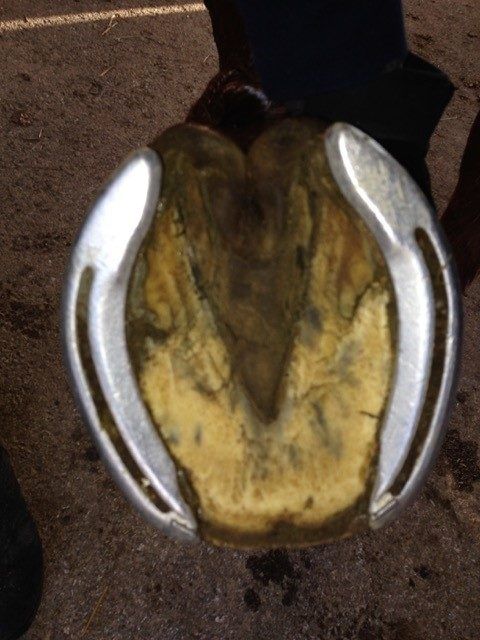 a close up of a person's foot with an animal head on the ground