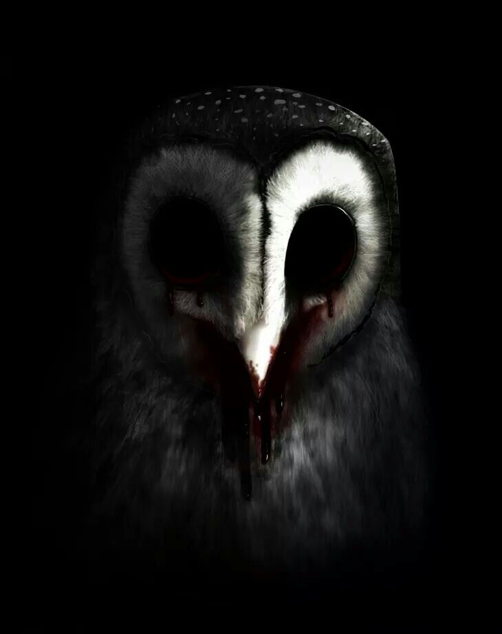 an owl with its eyes open in the dark