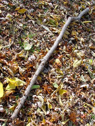 an old stick laying on the ground with leaves around it