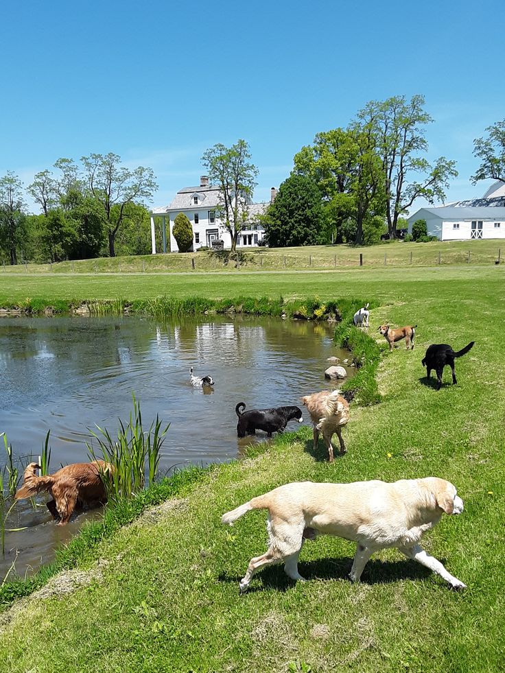 a group of dogs playing in the water at a pond with ducks and other animals