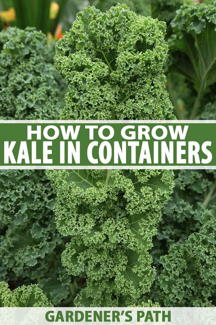 kale plants with the title how to grow kale in containers garden's path