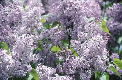 purple lilacs are blooming in the garden