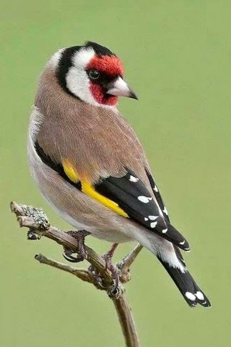 a small bird sitting on top of a tree branch