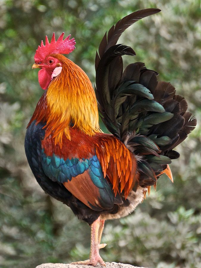 a colorful rooster standing on top of a rock