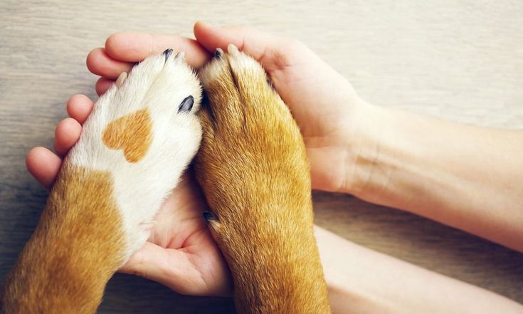 a person holding a dog's paw up to its face