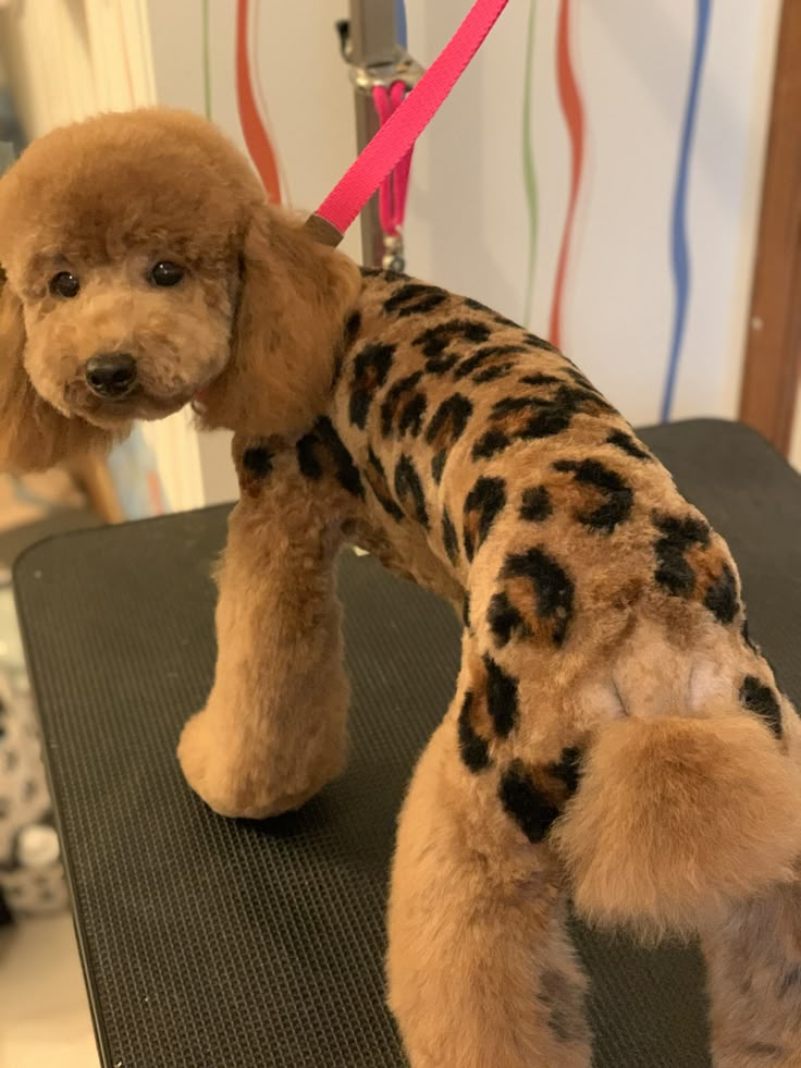 a brown poodle standing on top of a table