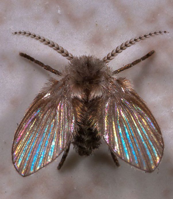 a close up of a small insect on a surface