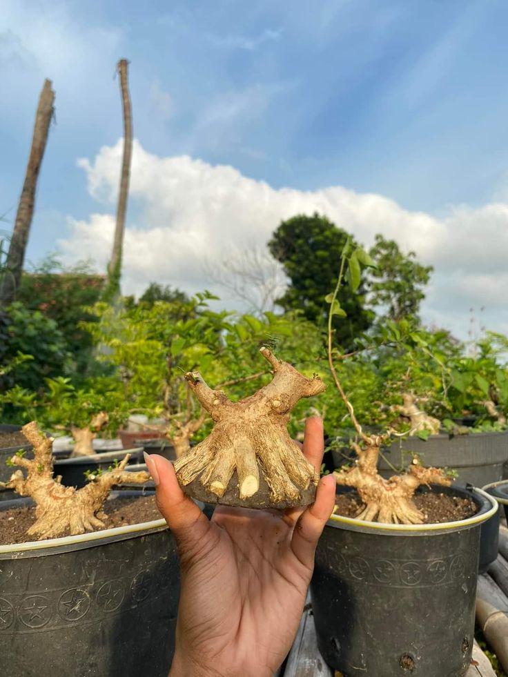 someone is holding up a plant in their hand with roots growing out of the potted plants