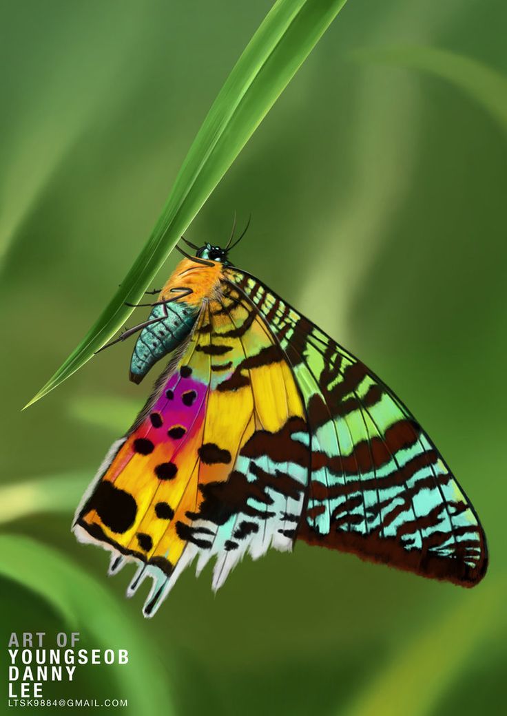 two colorful butterflies sitting on top of a green plant