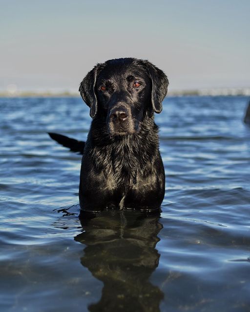 a black dog sitting in the water looking at the camera with his head above the water's surface