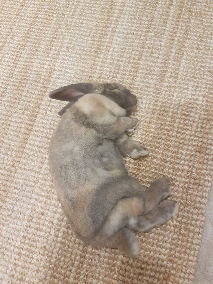 a small gray dog laying on top of a rug