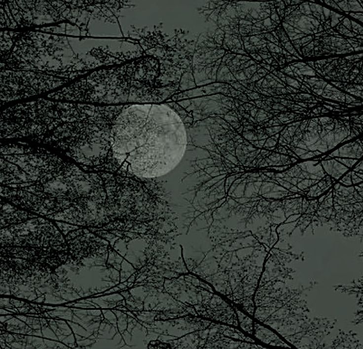 the full moon is seen through some trees in the dark night sky with no leaves on it