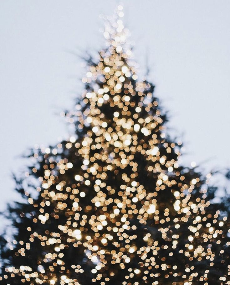 a large christmas tree with lights on it