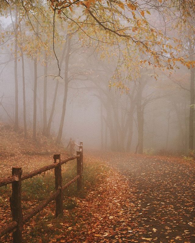 a foggy forest with leaves on the ground and trees in the foreground, along with a wooden fence