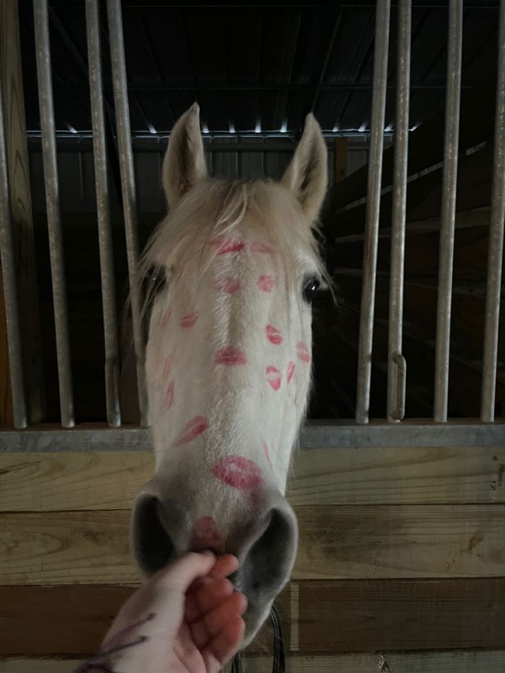 a person is petting a white horse with pink spots on it's face