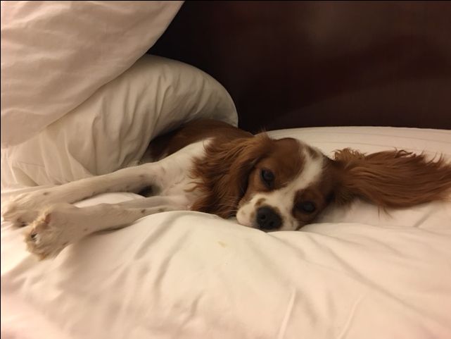 a brown and white dog laying on top of a bed