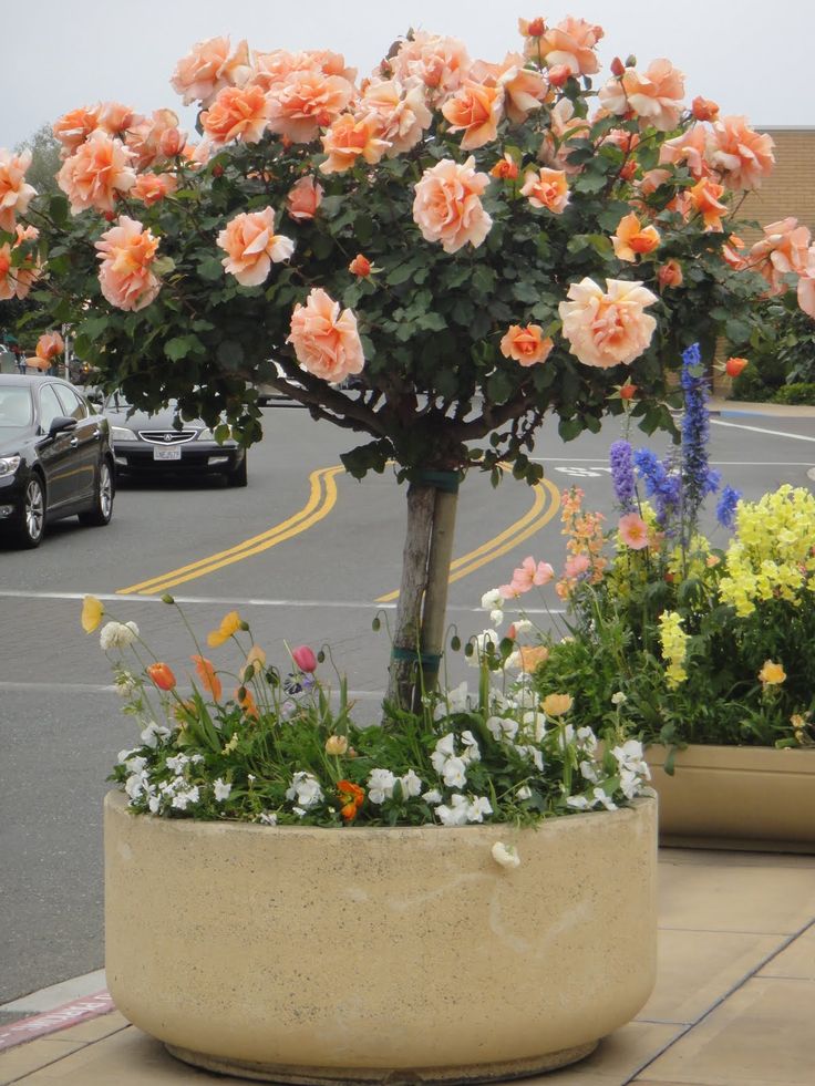 a potted plant with flowers in it on the side of the road next to a parking lot