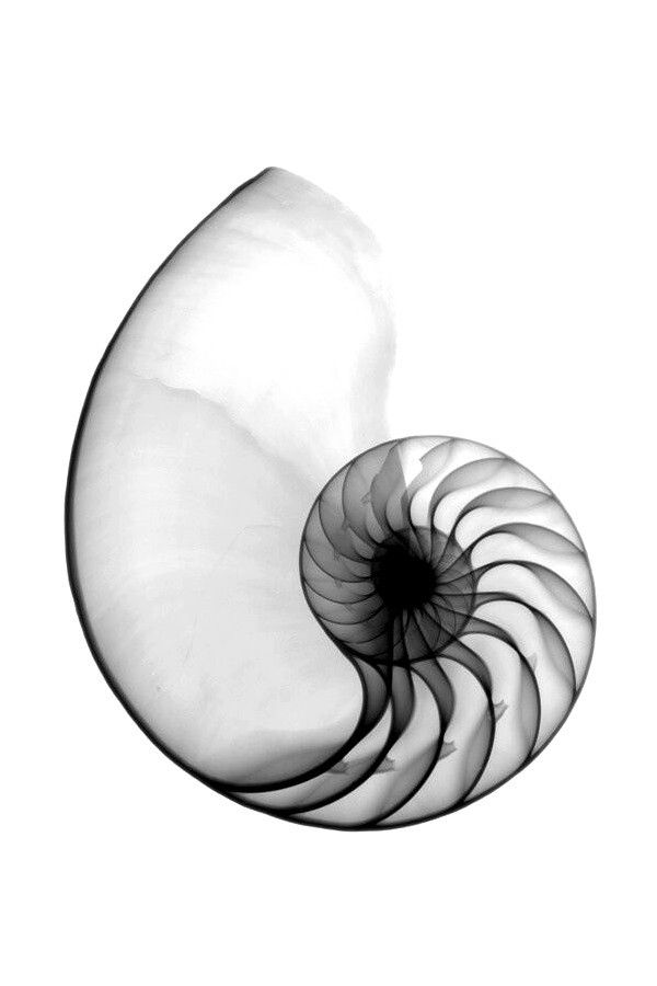 an abstract black and white image of a nautish shell on a white background