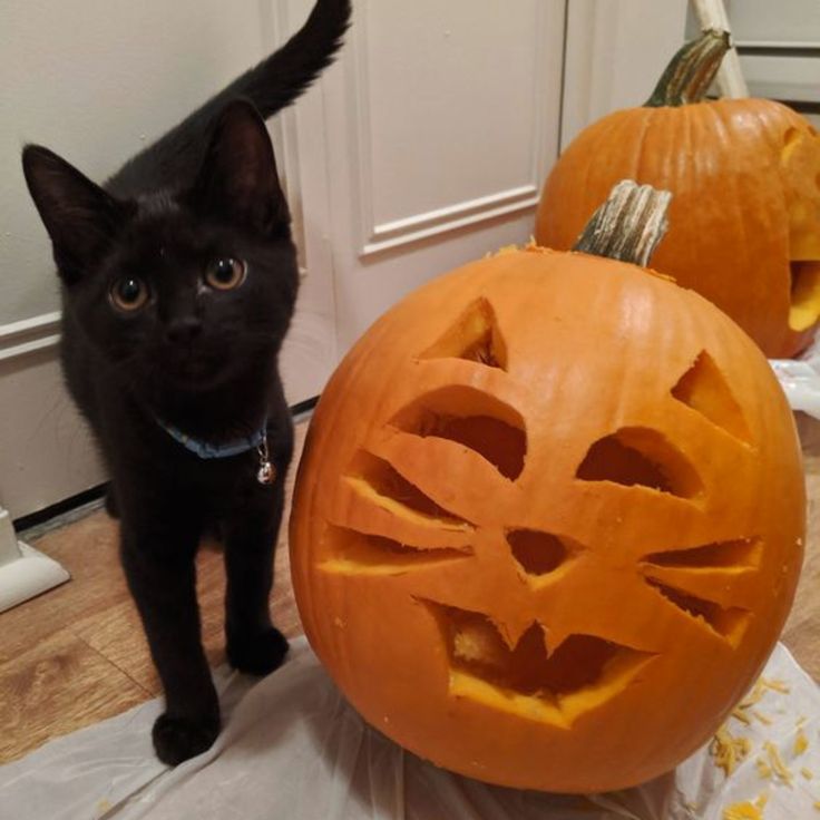 a black cat standing next to two carved pumpkins