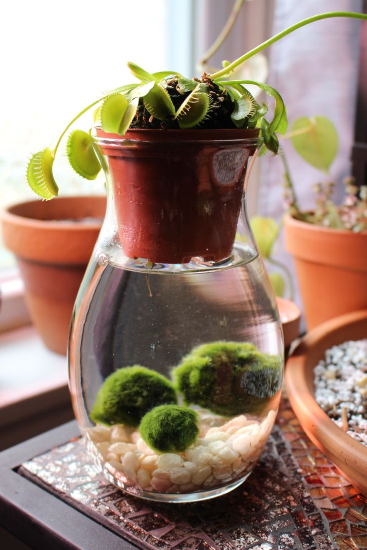 a potted plant sitting on top of a glass vase filled with water and moss