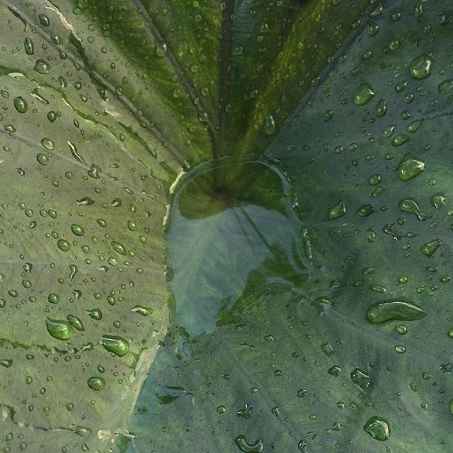 water droplets on the leaves of a large green leaf with drops of water around it