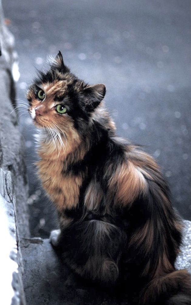 a cat that is sitting down on the ground next to a wall and looking up