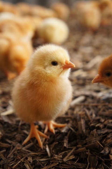 two small chickens are standing in the hay