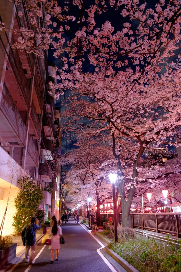 people walking down the street in front of cherry blossom trees on a city street at night