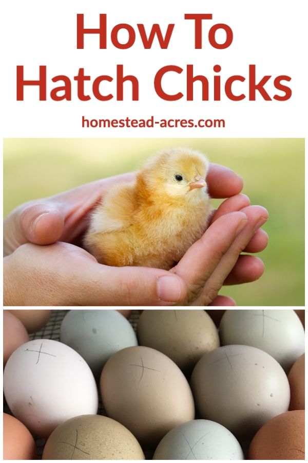 hands holding eggs with the words how to hatch chicks on them and an image of chickens in