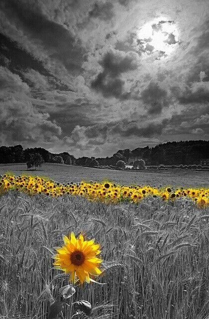 a field full of sunflowers under a cloudy sky