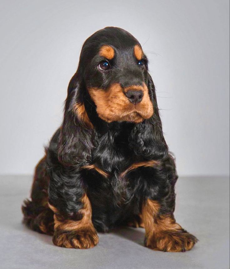 a small black and brown dog sitting on top of a gray floor next to a white wall