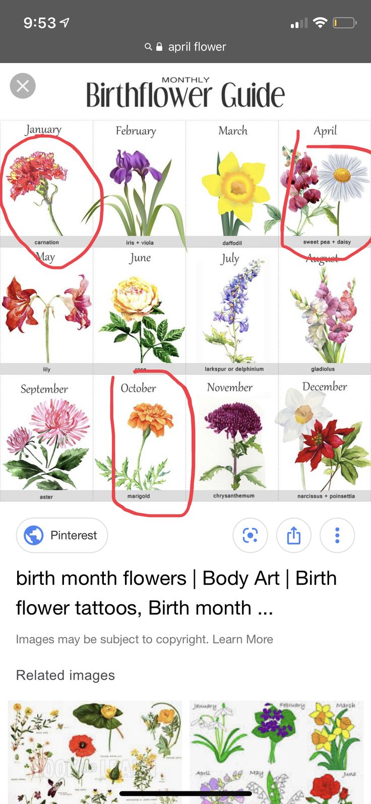 the birth flower guide is displayed on an iphone screen, and it shows different flowers