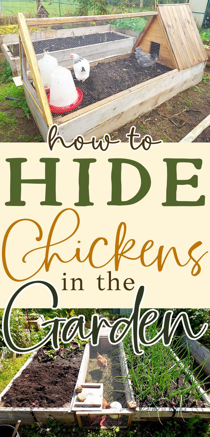 two chickens in a clever coop and run hidden in the pathway between two rectangular wooden raised garden beds are shown with text that reads how to hide chickens in your backyard garden Chicken Keeping Ideas, Chickens In The Garden, Chicken Coop Building Plans, Chicken Images, Raising Chicks, Chicken Tractors, Chicken Keeping, Chicken Tractor, Chicken Coop Run