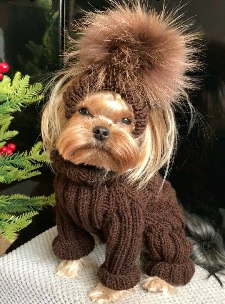 a small dog wearing a sweater and hat