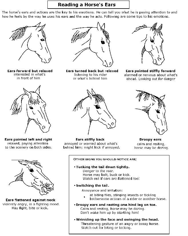 the horse's head is shown with instructions on how to draw it and how to use