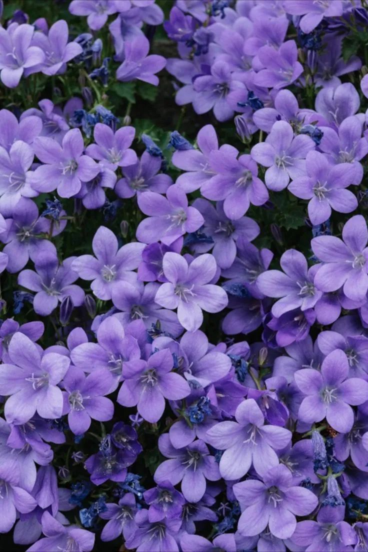 purple flowers are blooming in the garden, and they appear to be very pretty