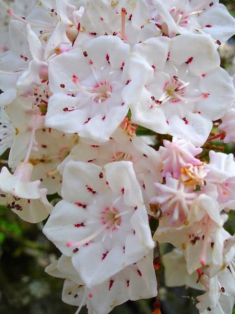 white and pink flowers are blooming in the garden