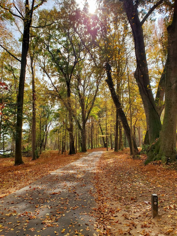 an empty road surrounded by trees and leaves in the fall with bright sun shining through