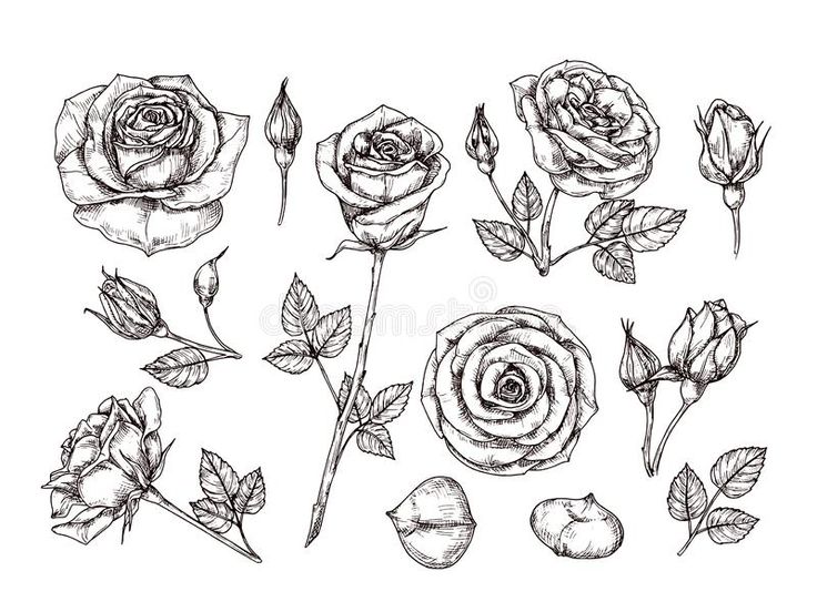 roses and leaves drawn in pencil on white paper - flowers & plants nature / plants