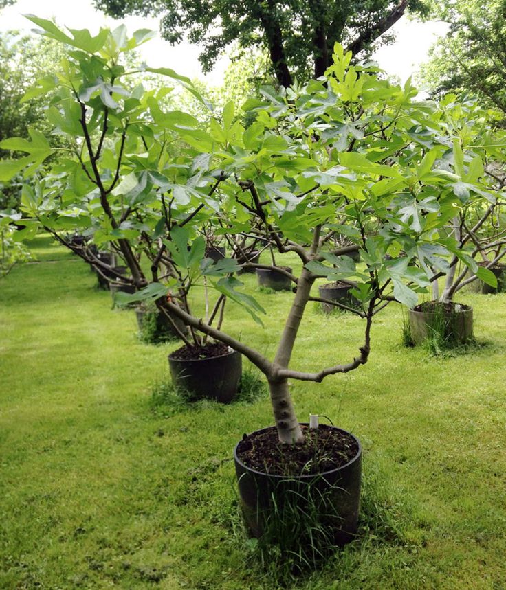 several small trees in pots on the grass