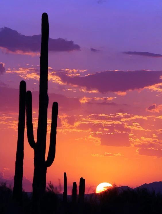 the sun is setting behind a saguado cactus