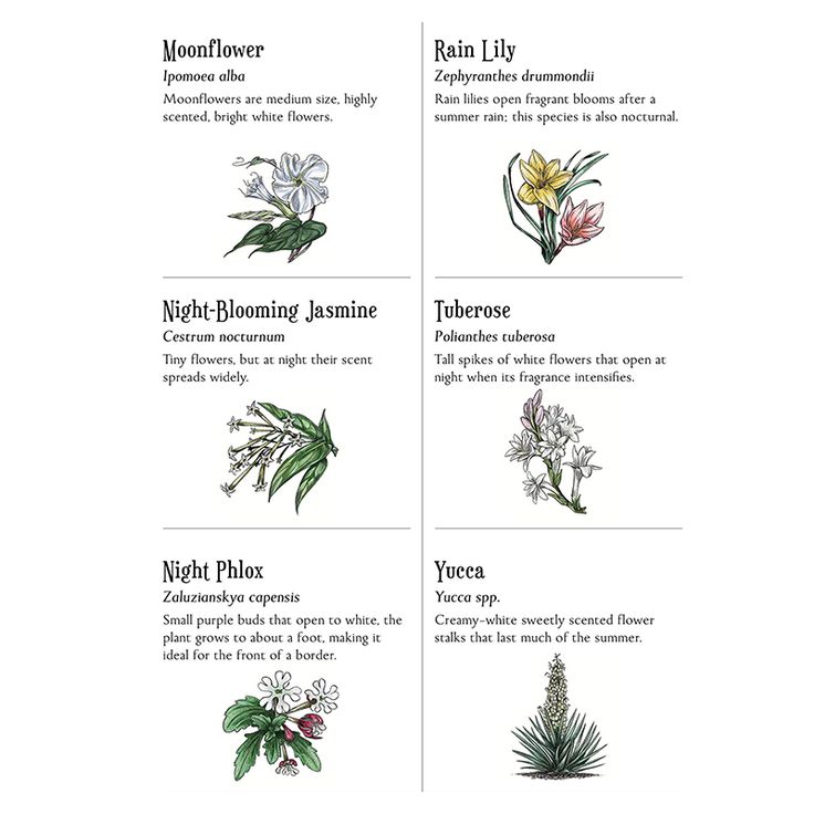 four different types of flowers are shown in this diagram, with the names below them