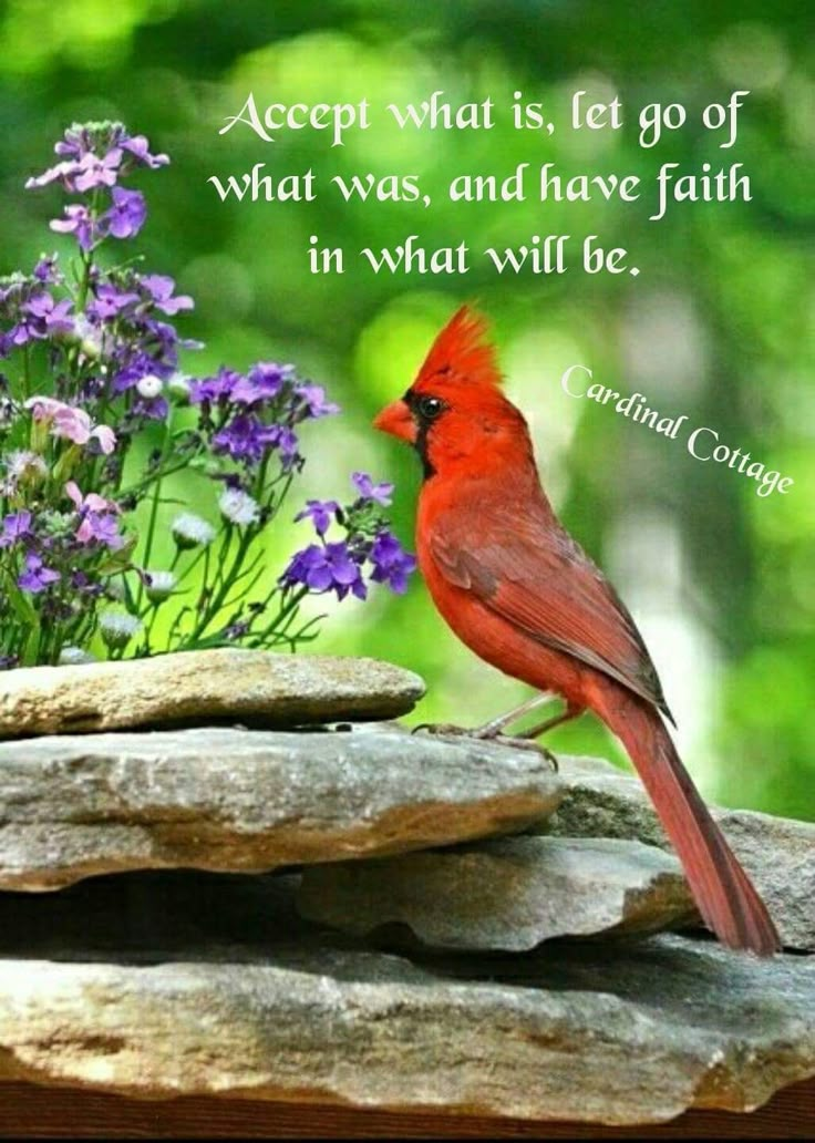 a red bird sitting on top of a rock next to purple flowers