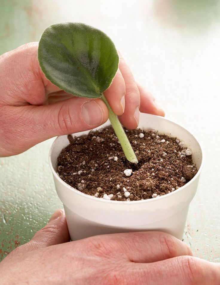 a person holding a green leaf in a white cup with dirt on the ground next to it