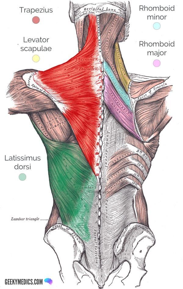 the muscles are labeled in red, green and blue